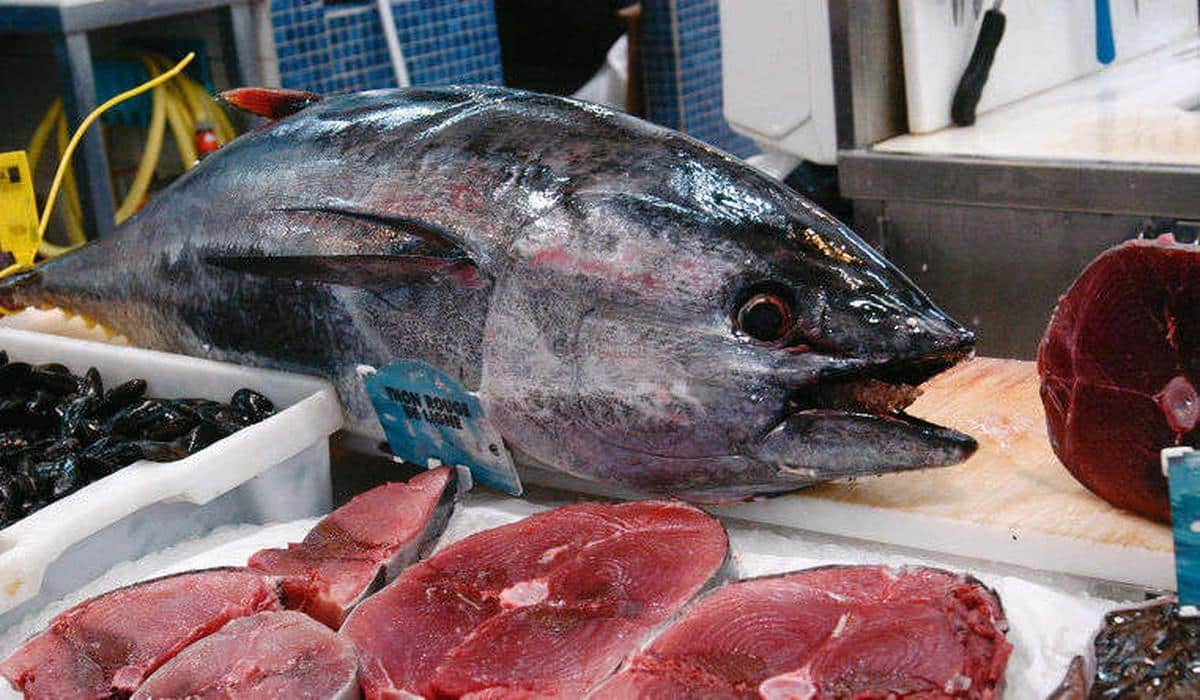 Charente-Maritime : trois plaisanciers pris en flagrant délit de pêche illégale de thon rouge à Royan