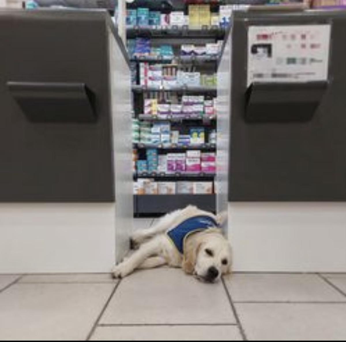 , Royan : Teddy, le handi’chien, est devenu la mascotte de la pharmacie du front de mer