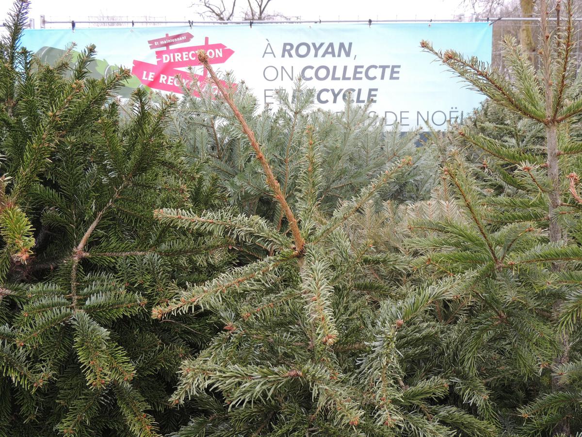 Quatre sites à Royan pour déposer les sapins de Noël